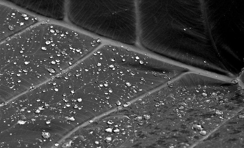 Elephant Ear 695bw.jpg