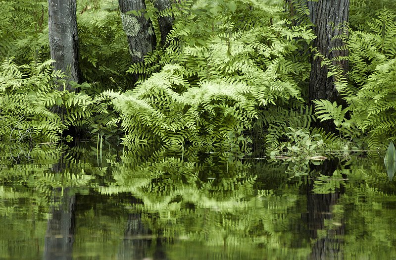Fern Art 2 3067.jpg