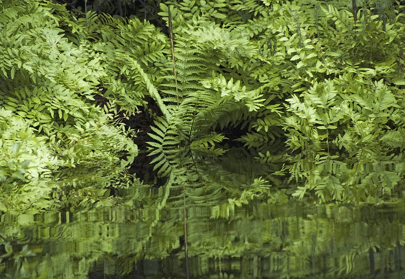Fern Art 2854Alt.jpg