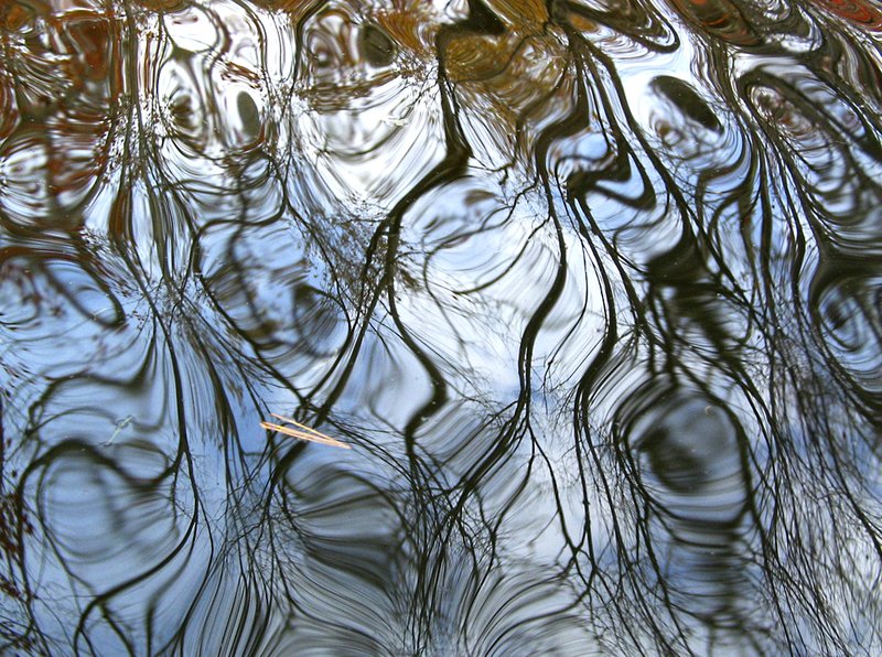 Ghost Branches 2194.jpg