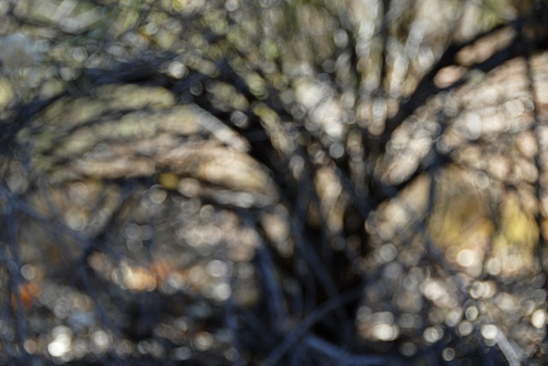 Ghost Tree 132.jpg