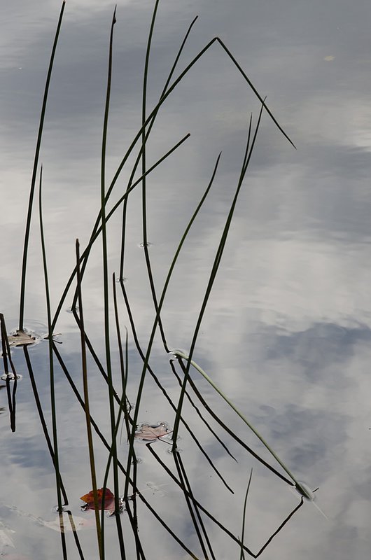 Horsetail067 1101.jpg