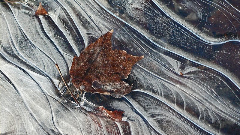 Ice Leaf 301.jpg