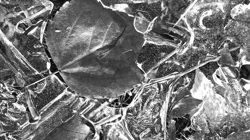 Ice Leaf 355bw.jpg