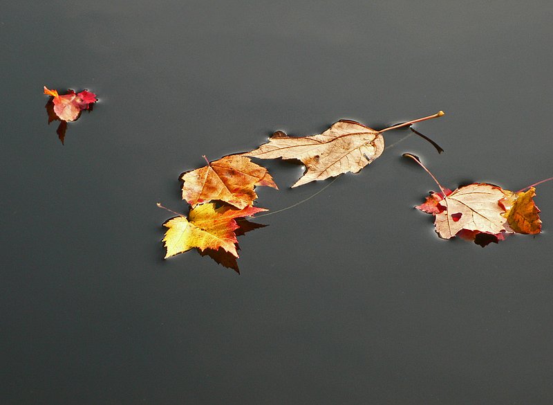 LeafonWater 398.jpg