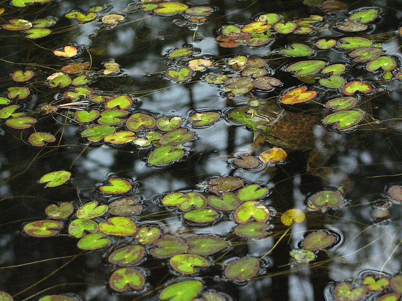 Lillies  Frog 1692.jpg