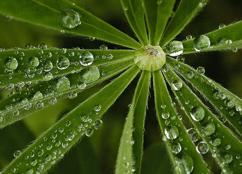 Lupine - Alaska 045.jpg