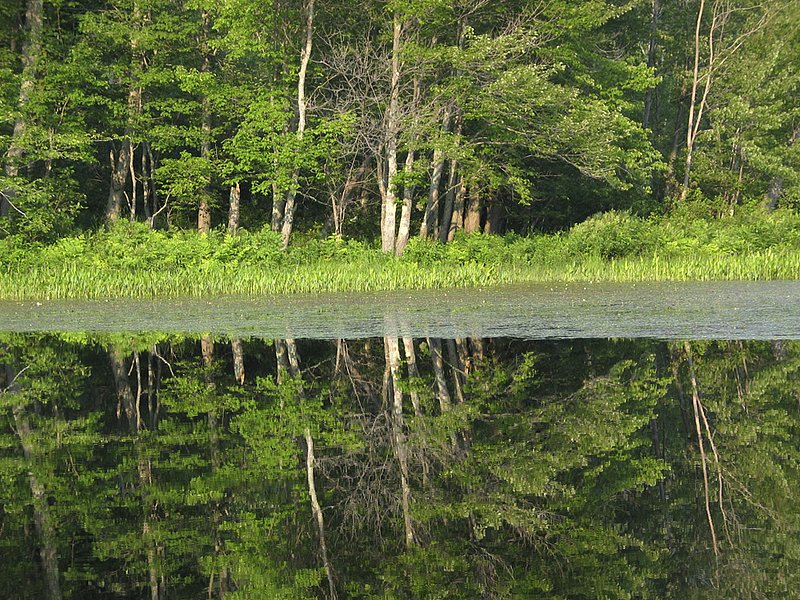 Mirrortree 1643.jpg