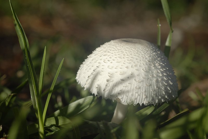 Mushroom 002.jpg