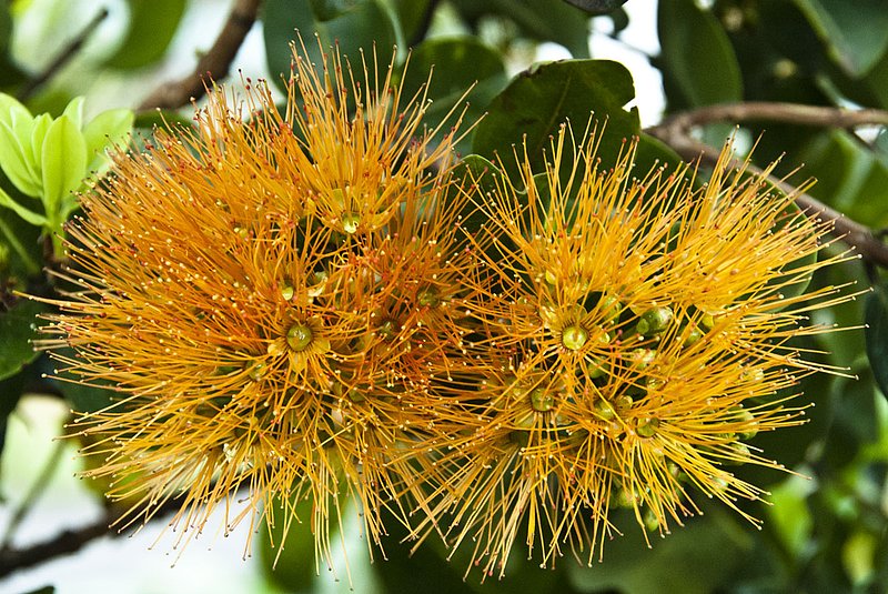 OhiaLehua6_12 077.jpg