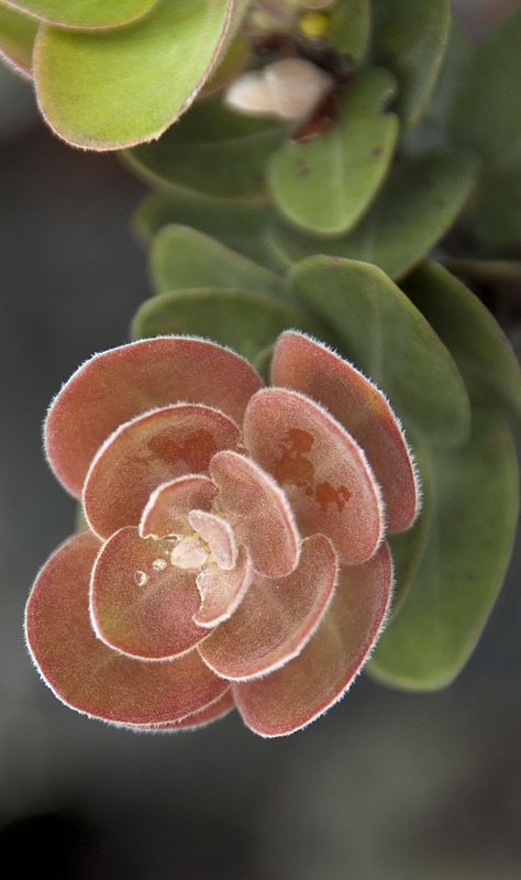 OhiaLehua6_12 087.jpg