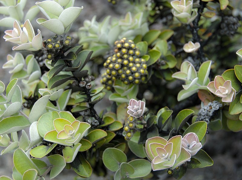OhiaLehua6_12 129.jpg