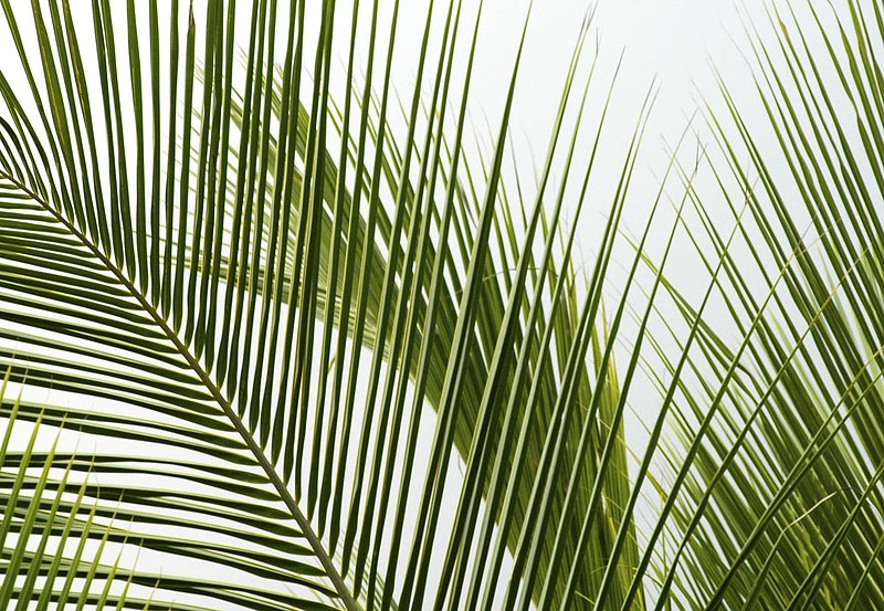 Palm Fronds 2109.jpg