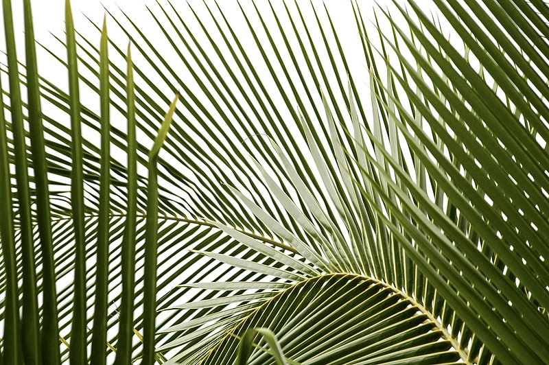 Palm Fronds 2111.jpg
