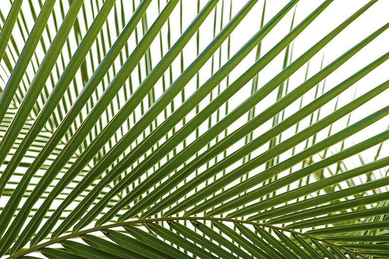 Palm Fronds 2116.jpg