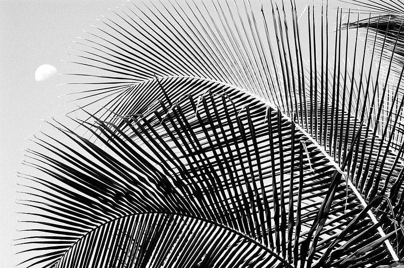 PalmfrondsBW_0013.jpg