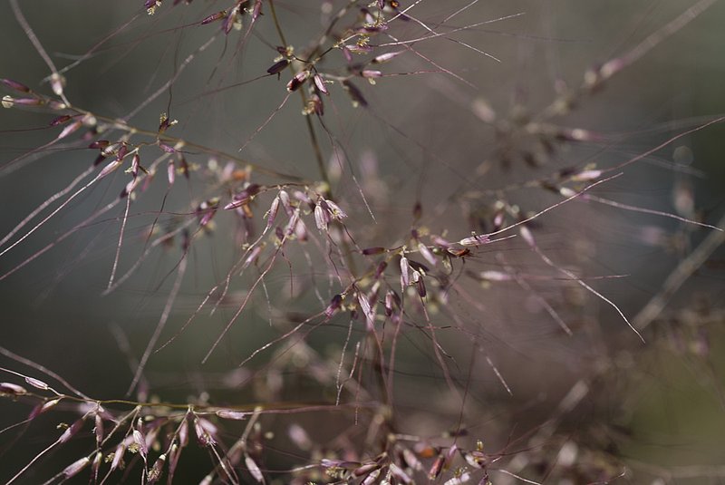 Red Grass 053.jpg
