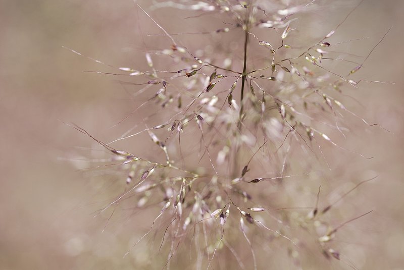 Red Grass 064.jpg