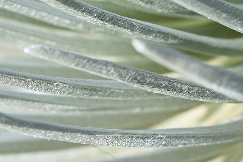 Silversword014.jpg