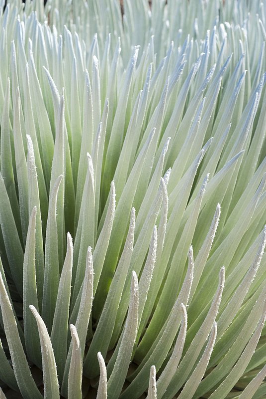Silversword037.jpg