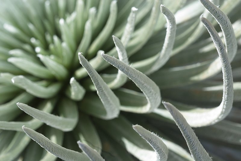 Silversword050.jpg
