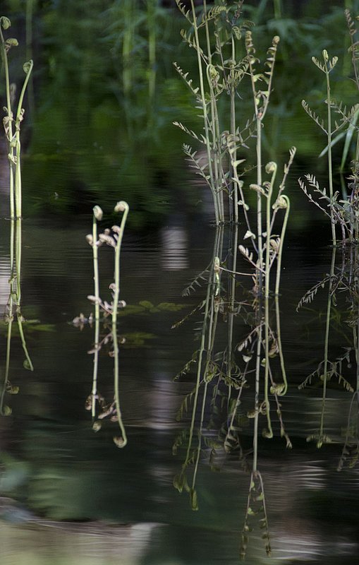 The River6_12 061.jpg