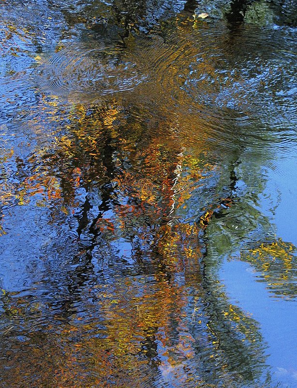 Tree Swirl2 2169.jpg