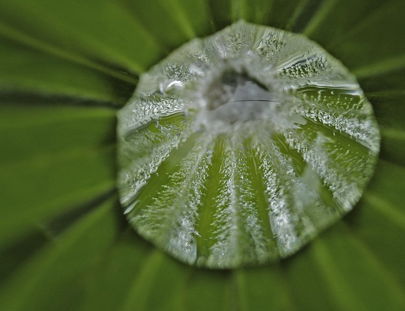 Water Droplet 2 on Lupine 065.jpg