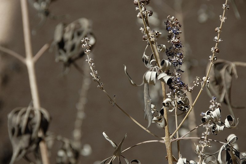 Weed 2 - Ghost Ranch NM 028.jpg