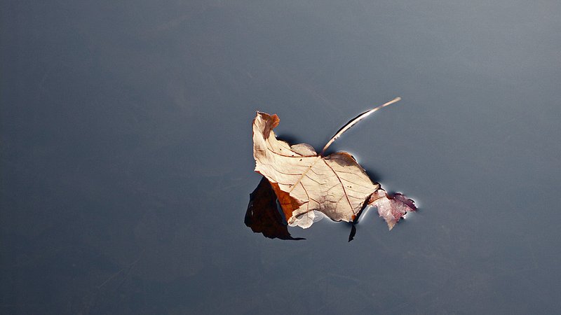 leafonwater 447.jpg
