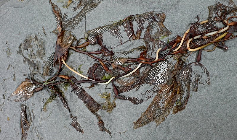 seaweed  015.jpg