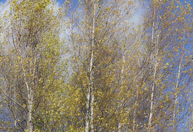 Autumn Birch 0214 RdTr.jpg