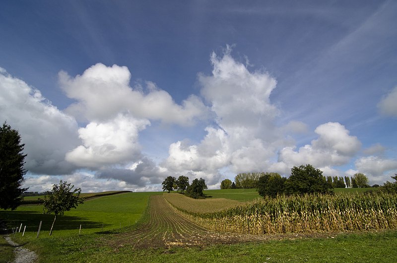 Corn Fields 100911_008.jpg