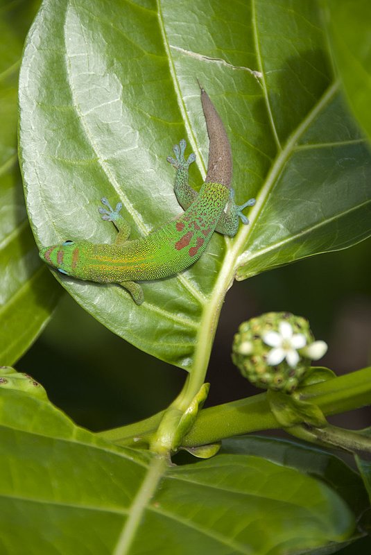 Gecko Hilo 314.jpg