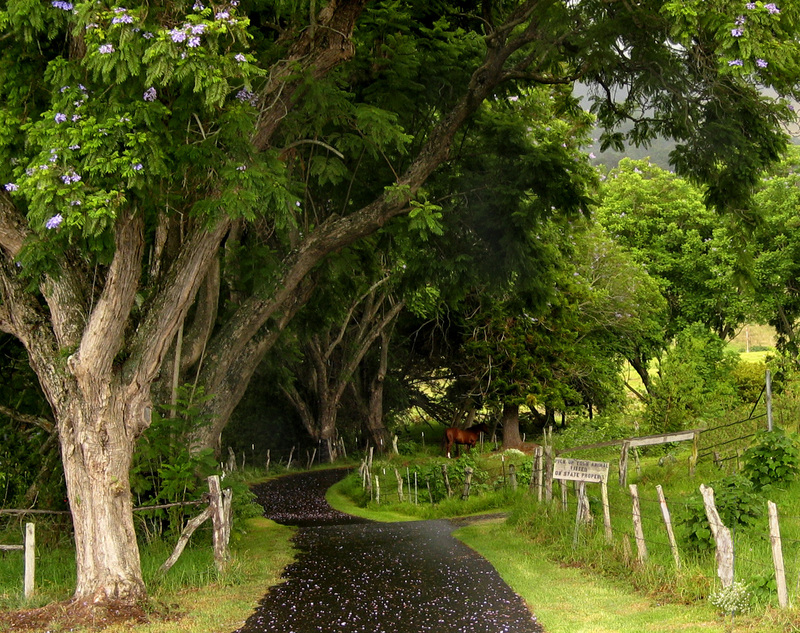 Keokea 51 Maui.jpg