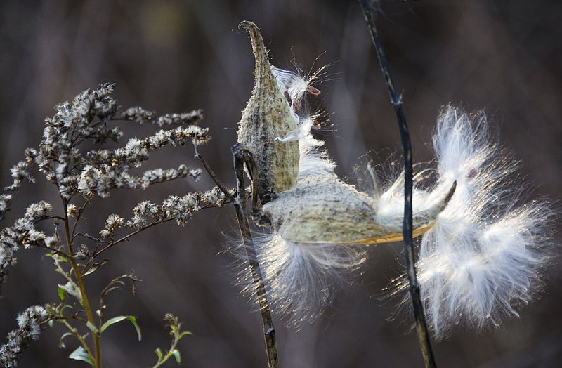 Milkweed NH102012_0568.jpg