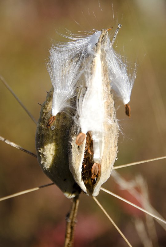 Milkweed2 NH102012_0173.jpg