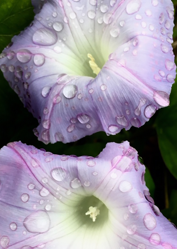 Morning Glory with Droplets 5397.jpg