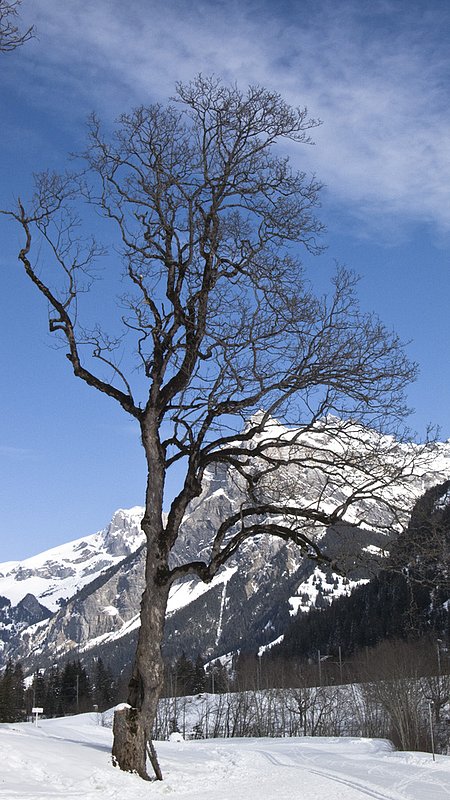 Swiss Scenery 1110431.jpg