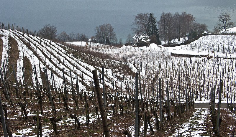 Swiss Vineyard 1110383.jpg