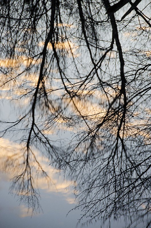 Tree Reflectiona 0679 102012.jpg