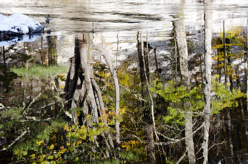 Tree Reflections 668 11117 W.jpg