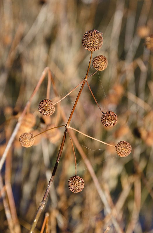 Weeds NH102012_0615.jpg