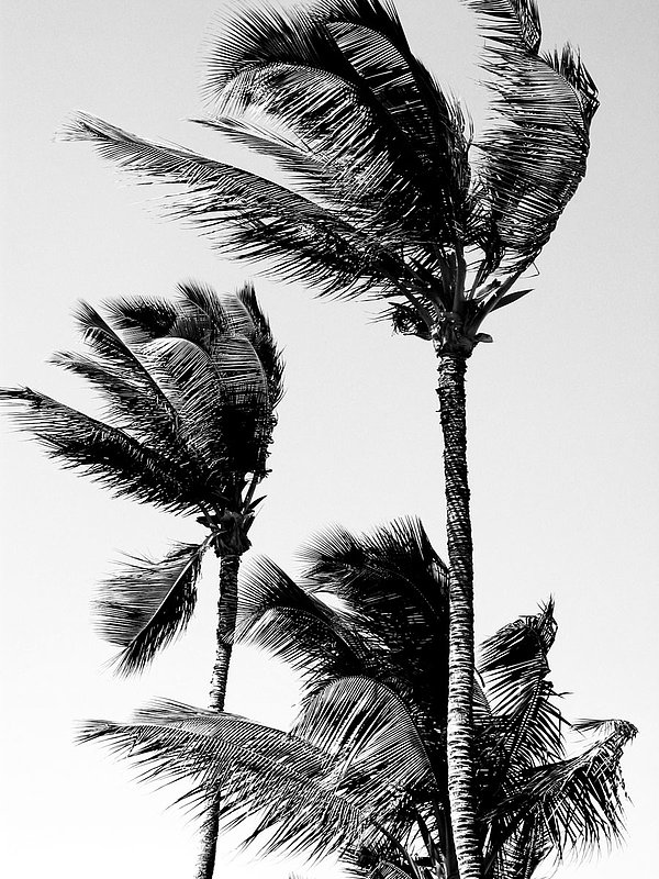 Windy Palms 0491.jpg