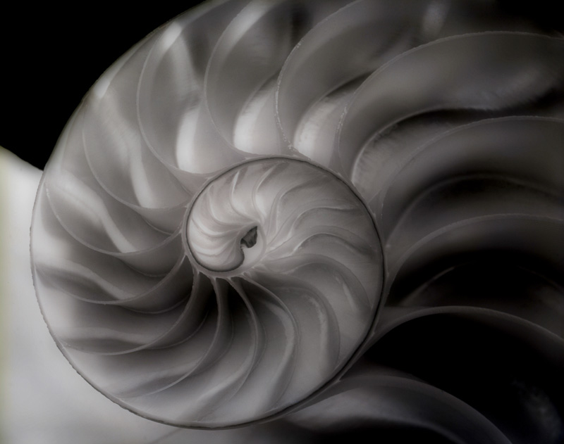 BW-Chambered Nautilus.jpg :: The most well known nautilus shell was one Edward Weston shot during his time in Mexico. I read Weston's \