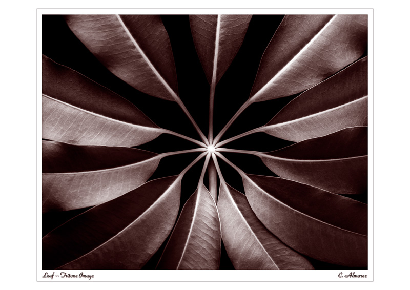 BW-Radial Tritone.jpg :: This leaf pattern was shot on 4x5 B&W neg film in 1978-ish. It's been with me a long time and was wet printed way back when and forgotten. I digitized it in 2006 and re-printed it with a warm tone. I still like it.