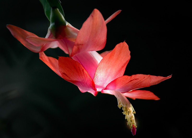 Christmas Cactus-1.jpg :: This Christmas Cactus has been with us for a good number of years. My son, Casey, and I planted it as a Cub Scout project when he was about 8. He graduated from college two years ago. He's now got a sprout to keep the tradition going.