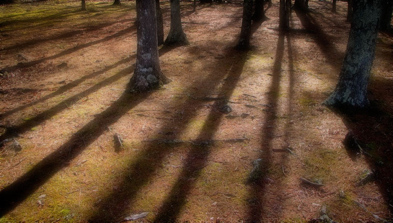 Dou-Winter Shadows.jpg :: Walking at Douthat Park on New Year's Day, 2007. Harsh shadows on a clear winter day.