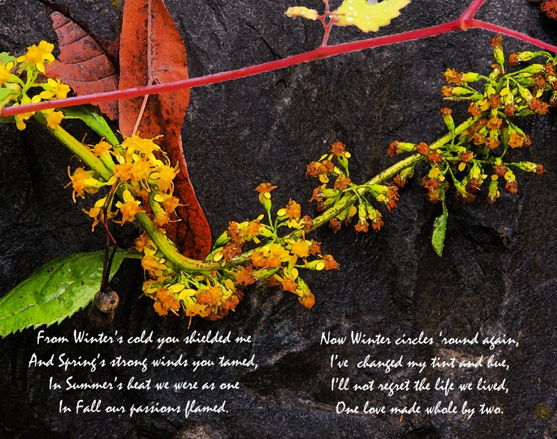 FS - Annuals Lament.jpg