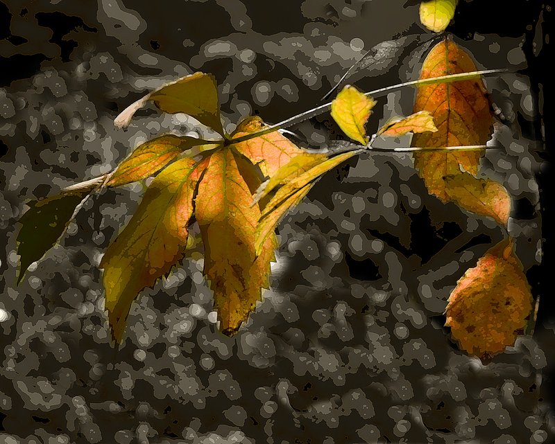 FS - Backlit Leaf.jpg